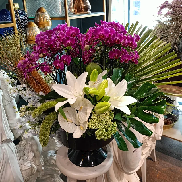Bellissimo Orchid